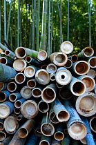 Cut and stacked Giant bamboo (Cathariostachys) within forest, Kyoto, Japan, February 2008