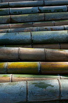 Details of cut and stacked Giant bamboo (Cathariostachys)  Kyoto, Japan, February 2008