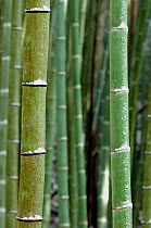 Giant bamboo (Cathariostachys) with fallen snow in ridges, Kyoto, Japan, February 2008