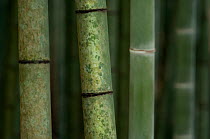Giant bamboo (Cathariostachys) with snail tracks, Kyoto, Japan
