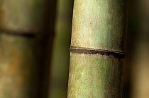 Close up of Giant bamboo (Cathariostachys) stem with ridges, Kyoto, Japan