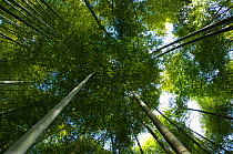 Giant bamboo (Cathariostachys) view up into  canopy from the forest floor, Kyoto, Japan, February 2008