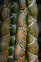 Tortoise shell bamboo (Phyllostachys heterocycla)stems, Rakusai Bamboo Park, Kyoto, Japan