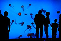 Sea nettles (Chrysaora quinquecirrha) in aquarium, with crowd of people watching, Atlanta, USA, October 2009