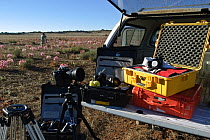 Camera equipment in back of vehicle, and Cameraman Mark Yates filming Candelabra lily(Brunsvigia bosmaniae)  for BBC Life series, Namaqualand, South Africa, March 2008