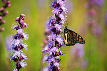 Monarch butterfly (Danaus plexipps)  collecting nectar from flowers, Prairie, Minnesota, USA,