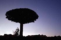 Dragons blood tree (Dracena cinnibaris) silhouetted against night sky with stars, Socotra, Yemen, February 2007