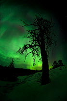 Northern lights (Aurora borealis) illuminating night sky, with Pine trees in snow, Minnesota, USA, March 2008