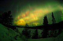 Northern lights (Aurora borealis) illuminating night sky, with Pine trees in snow, Minnesota, USA, March 2008