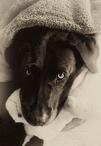 Head portrait of black labrador retriever, wrapped in a towl, feeing unwell.  Scotland, UK