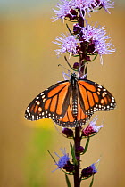Monarch butterfly (Danaus plexippus) at rest with wings open on wildflower stem, Prairie, USA