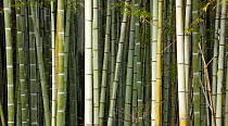 Stems of Giant bamboo (Cathariostachys) Rakusai Bamboo Park, Japan