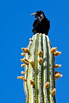 Raven (Corvus corax) perched on top of Cardon cactus (Pachycereus pringlei) Catavina, Baja Mexico
