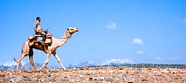Arabian camel (Camelus dromedarius) and rider, walking in desert landscape, Socotra, Yemen, February 2007