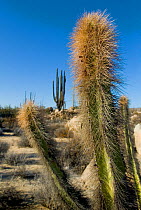 Senita cactus (Lophocoreus schottii) Baja, Mexico, May 2007