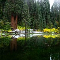 Giant sequoia trees (Sequoiadendron giganteum) on the edge of lake, with reflections, California, USA, October 2007