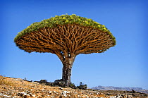 Dragons blood tree (Dracena cinnibaris) in mountainous desert, Socotra, Yemen