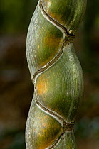 Close up of the stem of Tortoise Shell Bamboo, Japan, Kyoto,