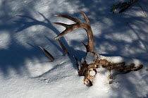 Deer skeleton with antlers partically covered in snow, Minnesota, USA