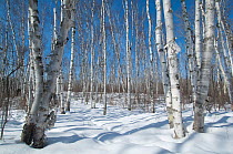 Birch tree woodland (Betula papyrifera) in winter, with recent snow fall,  Minnesota,  USA, March 2008