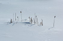 Bulrushes (Cyperaceae) in deep snowdrift, Minnesota, USA, March 2008