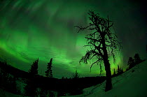 Northern Lights (Aurora borealis) illuminating pine forest in the snow, Minnesota, USA, March 2008
