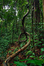 Tropical rainforest floor, with twisted creeper vines, Danham Valley, Borneo
