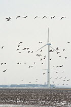 Large flock of White fronted geese (Anser albifrons) feeding and flying with wind turbine in background, the Netherlands, February 2010