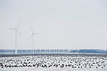 Large flock of White fronted geese (Anser albifrons) feeding in stubble field, with wind turbines, the Netherlands, February 2010