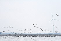 Large flock of White fronted geese (Anser albifrons) feeding and flying in stubble field, with wind turbine, the Netherlands, February 2010