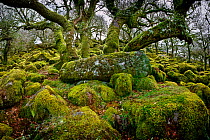 Ancient oak trees (Quercus robur, Quercus petraea and hybrids) covered in moss, with moss covered stones, Wistmans Wood, Devon, England  UK