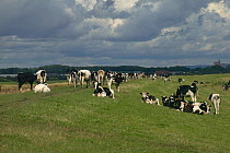 Grazing Freisian cattle (Bos taurus) on sea wall Lydney marsh, Severn Estuary, Gloucestershire, England