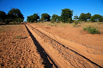 Dust track through Chobe NP, Botswana, April 2009