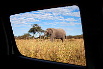 African elephant (Loxodonta africana) viewed through the window of a safari vehicle, Savute, Chobe NP, Botswana, April 2009