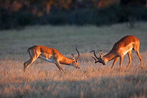 Impala (Aepyceros melampus) two males fighting, Savute, Chobe NP, Botswana, April