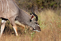Greater kudu (Tregalaphus strepsiceros) subadult male grazing, Savute, Chobe NP, Botswana, April