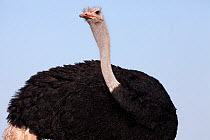 Ostrich (Struthio camelus) male, portrait, Savute, Chobe NP, Botswana, April