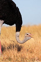 Ostrich (Struthio camelus) male grazing, Savute, Chobe NP, Botswana, April