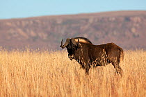 Black wildebeest (Connochaetes gnou) male in grassland, Eastern Cape, South Africa, June
