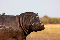 Hippopotamus (Hippopotamus amphibius) male with Oxpecker on its back, Chobe NP, Botswana, July