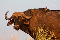 African buffalo (Syncerus caffer) with Oxpecker on its back, Chobe NP, Botswana, July