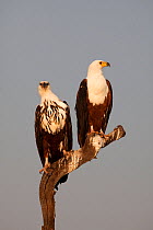 African fish eagle (Haliaeetus vocifer) adult (right) and sub-adult (left) perched, Chobe NP, Botswana, July