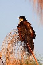 Coppery tailed coucal (Centropus cupreicaudus) perched with feathers fluffed up, Chobe NP, Botswana, July