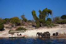 Tourists in boat watching group of African elephants (Loxodonta africana) drinking from river, Chobe NP, Botswana, July 2009