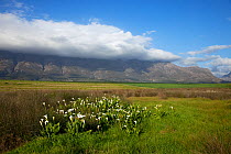 Arum lilies flowering in the Tulbagh valley, Western Cape, South Africa, August 2009