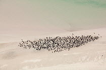 Aerial view of flock of Cape cormorants (Phalacrocorax capensis) on sand, Cape Agulhas, South Africa, August