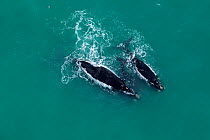 Aerial view of Southern right whales (Balaena glacialis australis) mother and calf at surface, Cape Agulhas, South Africa, August