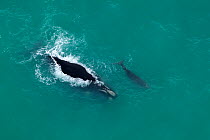 Aerial view of Southern right whales (Balaena glacialis australis) mother and calf at surface, Cape Agulhas, South Africa, August (This image may be licensed either as rights managed or royalty free.)