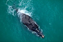 Aerial view of Southern right whale (Balaena glacialis australis) at surface, Cape Agulhas, South Africa, August