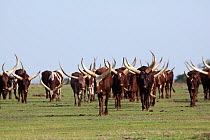 Herd of Ankole cattle (Bos indicus) Ol Pejeta conservancy, Kenya, October 2009